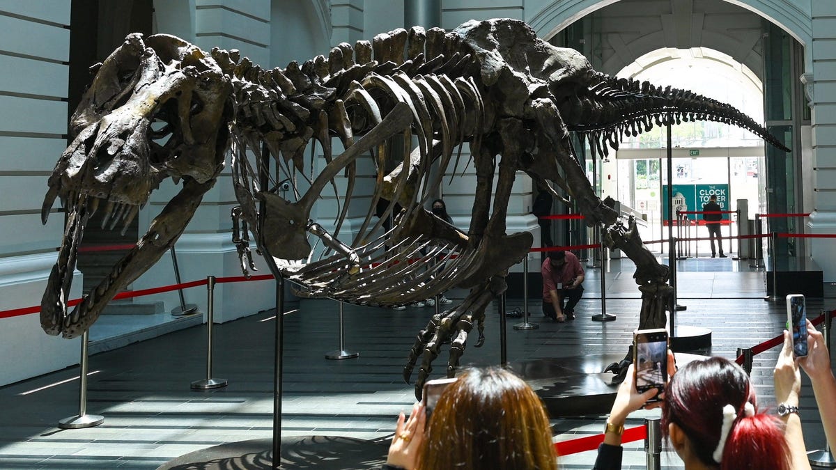 T. Rex retirado de la subasta después de que Skeleton planteó preguntas