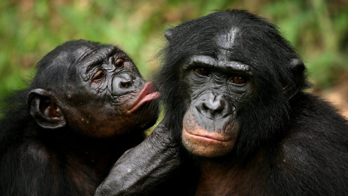 Apes like mean people