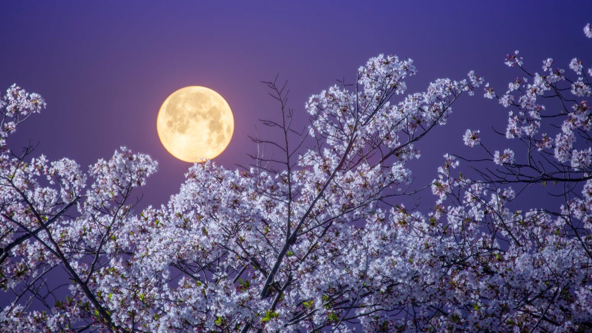 ¿Cuándo ves la luna llena rosada de abril en el pico Brilliance?
