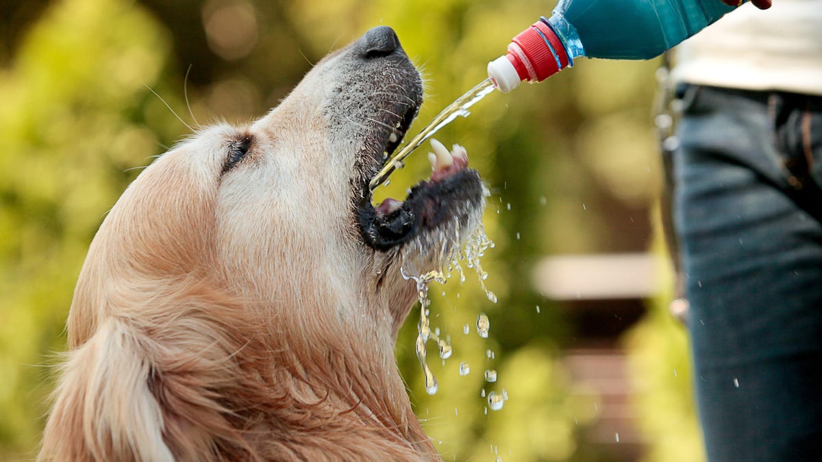 Yes, Your Dog Can Drink Too Much Water (and How to Tell) thumbnail