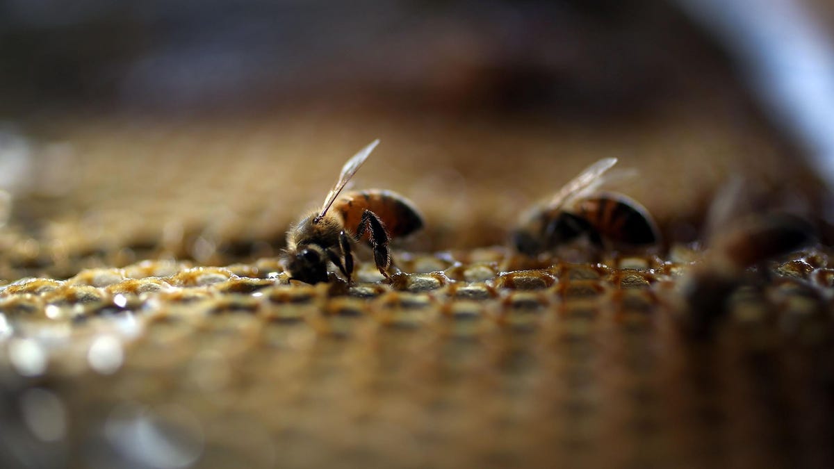 Honeybees Survive Weeks Buried Under Volcanic Ash in La Palma