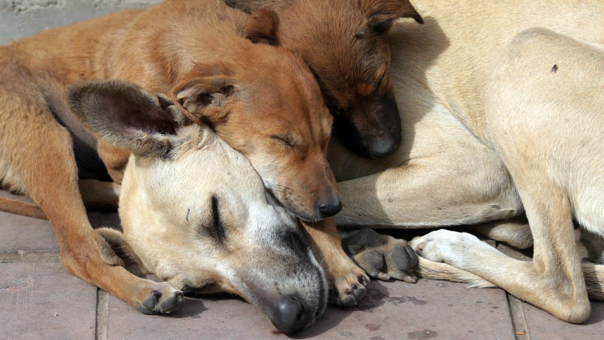 The Moment In History When Muslims Began To See Dogs As Dirty Impure the-moment-in-history-when-muslims-began-to-see-dogs-as-dirty-impure
