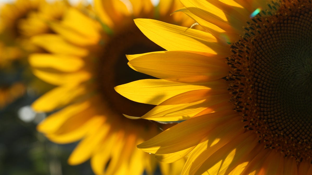 How To Grow Your Own Sunflowers And Harvest Their Seeds