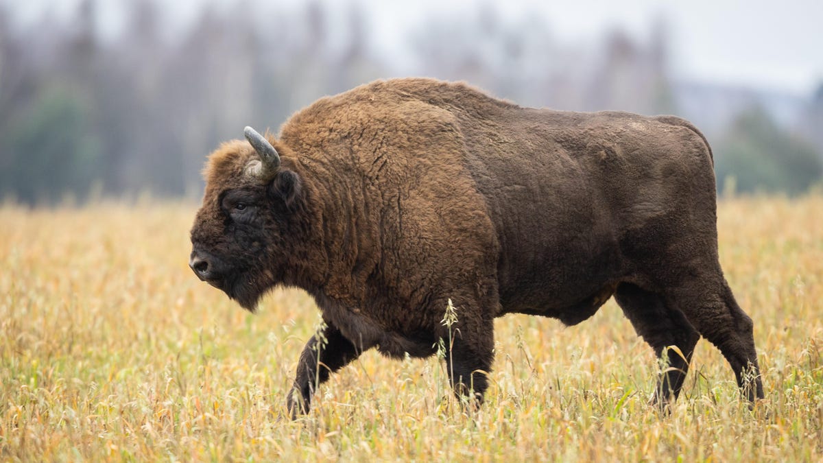 Wild Bison Now Roam the UK for First Time in Thousands of Years