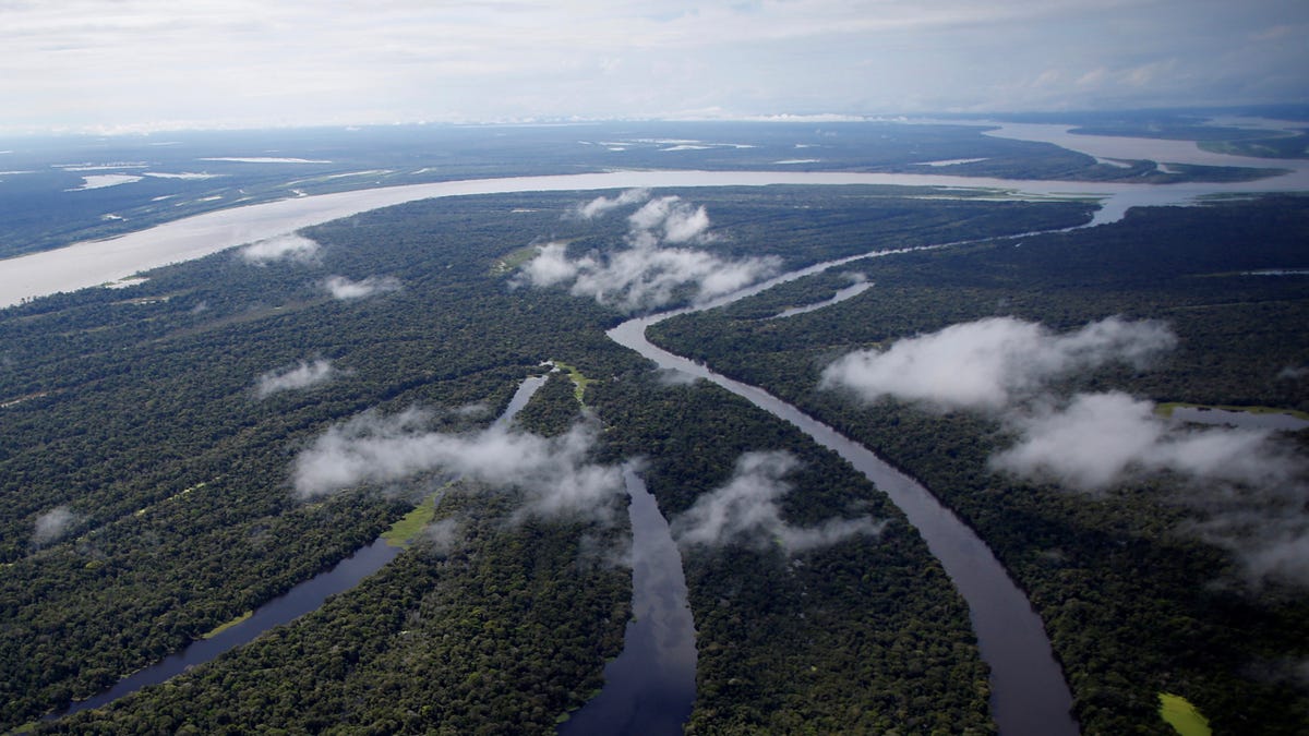 How scientists discovered a lost rainforest and new species in Mozambique's Mount  Lico using Google Earth
