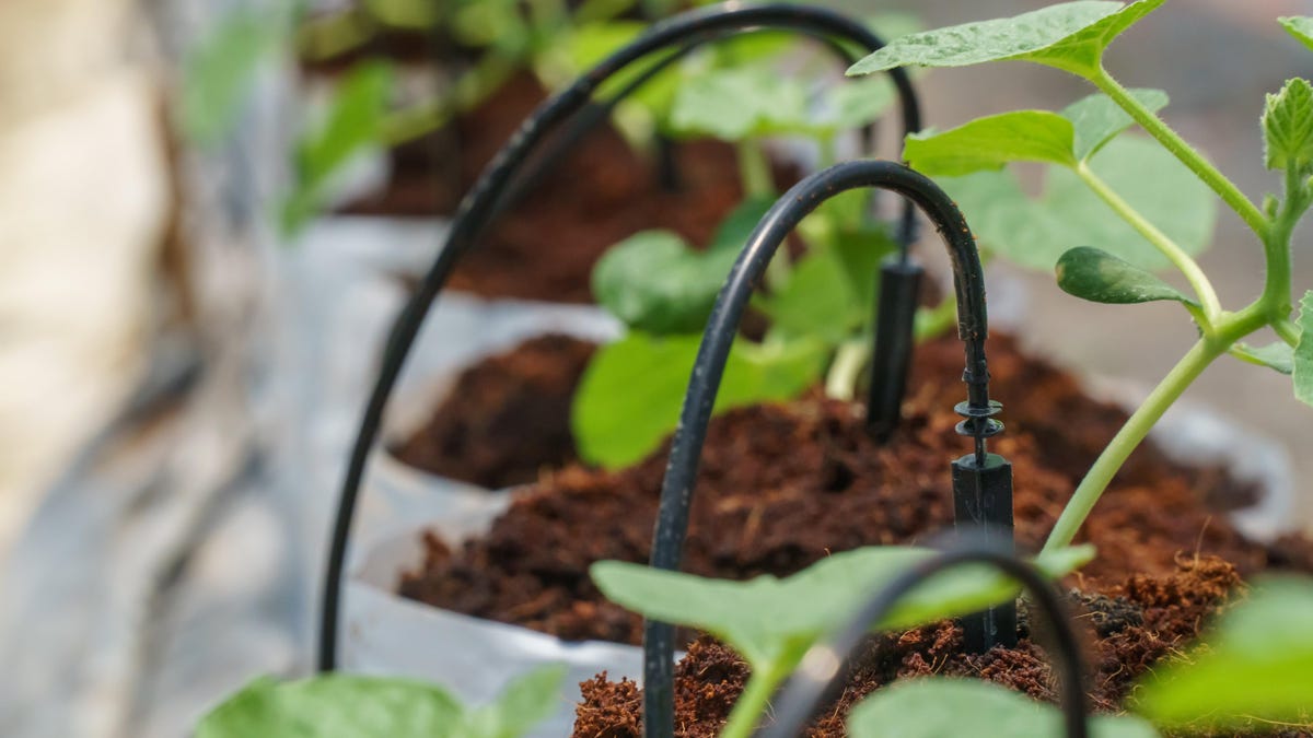 Conserve Time and Revenue With Your Very own Yard Drip Irrigation