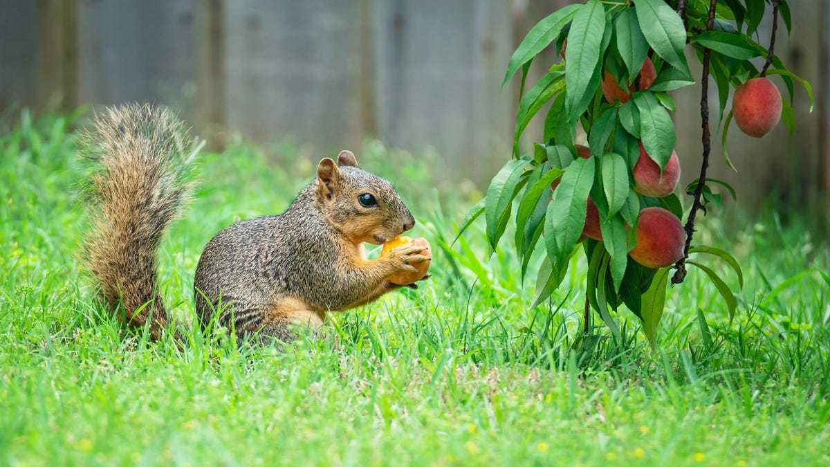 Banish Squirrels From Your Garden Without Chemicals, Poison, or Traps