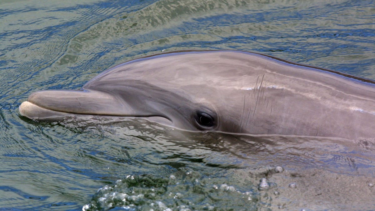 Dolphins Have a Fully Functional Clitoris, Study Finds