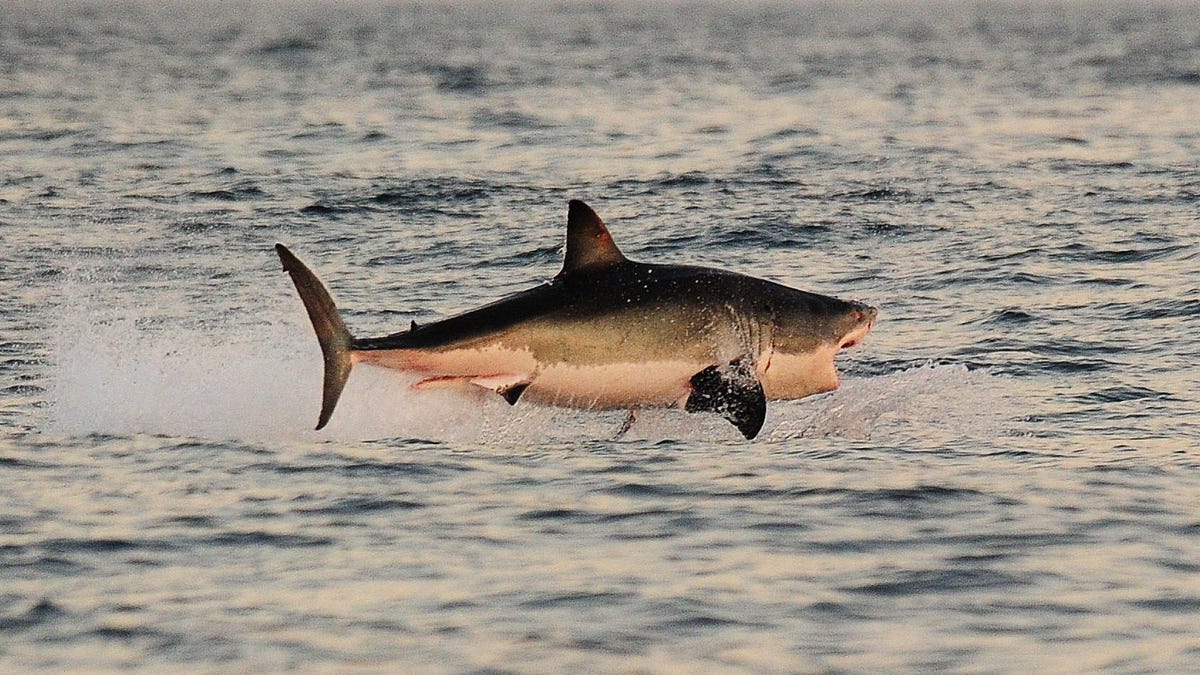 Sharks ‘Amassing’ on the East Coast Is Totally Normal, Uprising Not Imminent