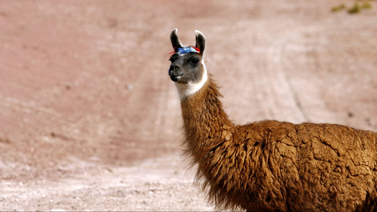 Why are llamas so popular? The history of the camelid's rise