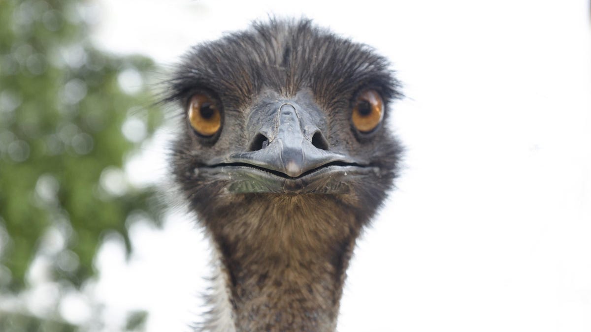 'This Is How Zoonotic Transmissions Occur': Virologists Horrified by Sick Emu Cu..