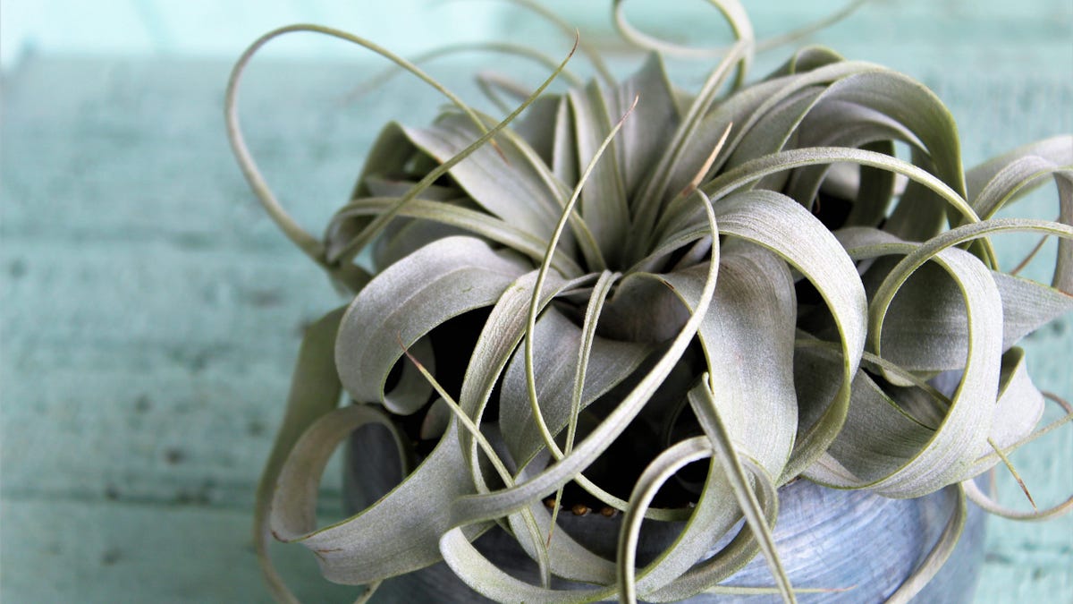 How to Take Care of Air Plants thumbnail