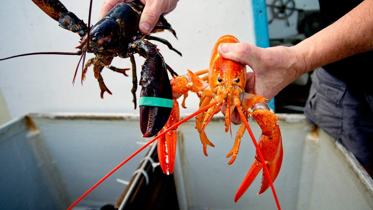 Are Orange Lobsters As Uncommon As We Assume?