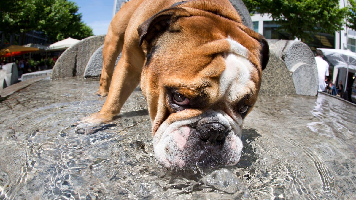 Un estudio del Reino Unido confirma que los bulldogs ingleses son una tragedia genética