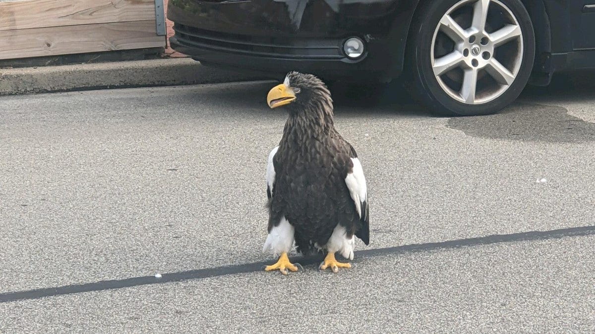 Kodiak the Giant Eagle Still Loose in Pittsburgh After a Near-Capture