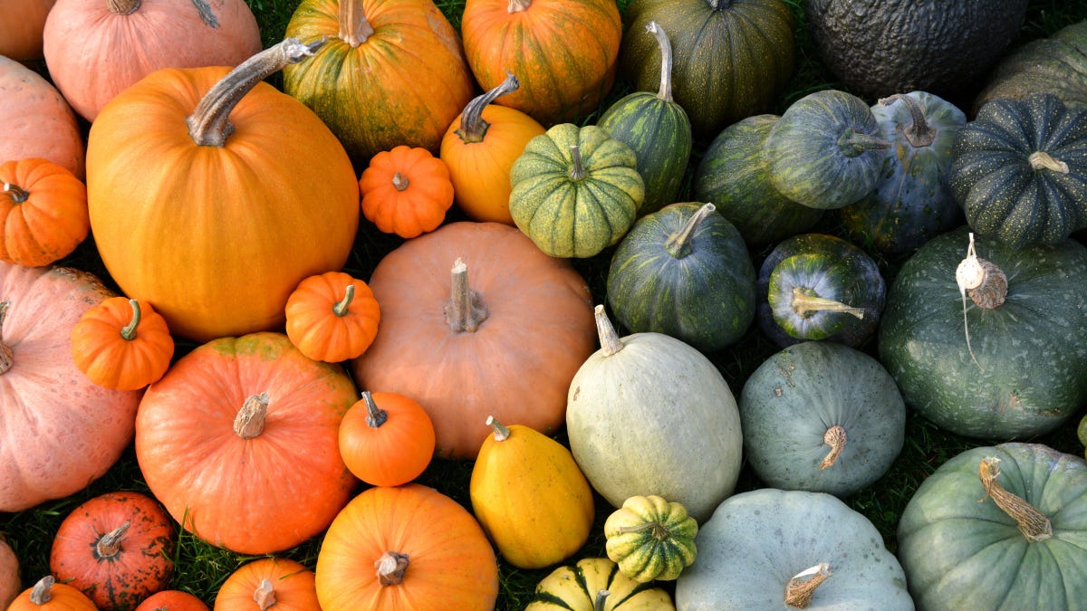 How (and When) to Harvest Pumpkins