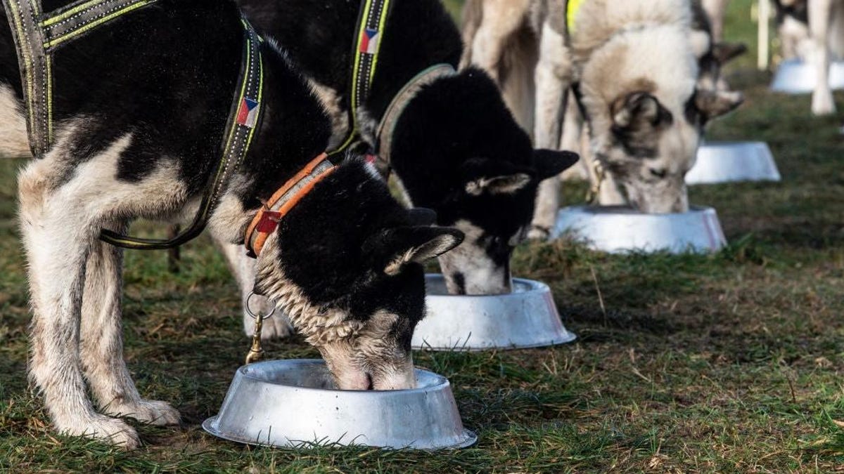 FDA links hundreds of deaths and serious illnesses of dogs to recalled pet food