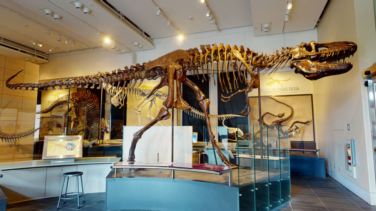 New explorations of tyrannosaurus skulls reveal echoes of the Dino brain