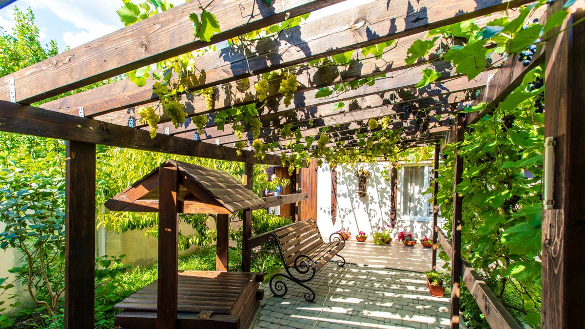 How to Grow Vines on Your Pergola