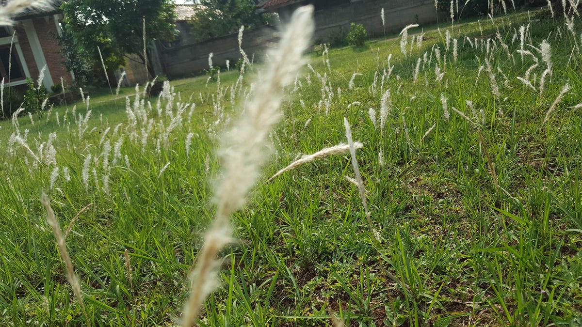 Cómo evitar que las malas hierbas Cogongrass también se apoderen de su jardín