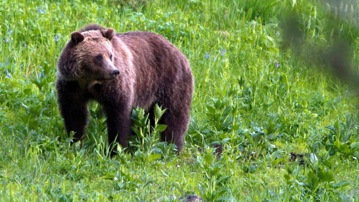 Este oso grizzly que fue asesinado por una cabra montesa era inocente