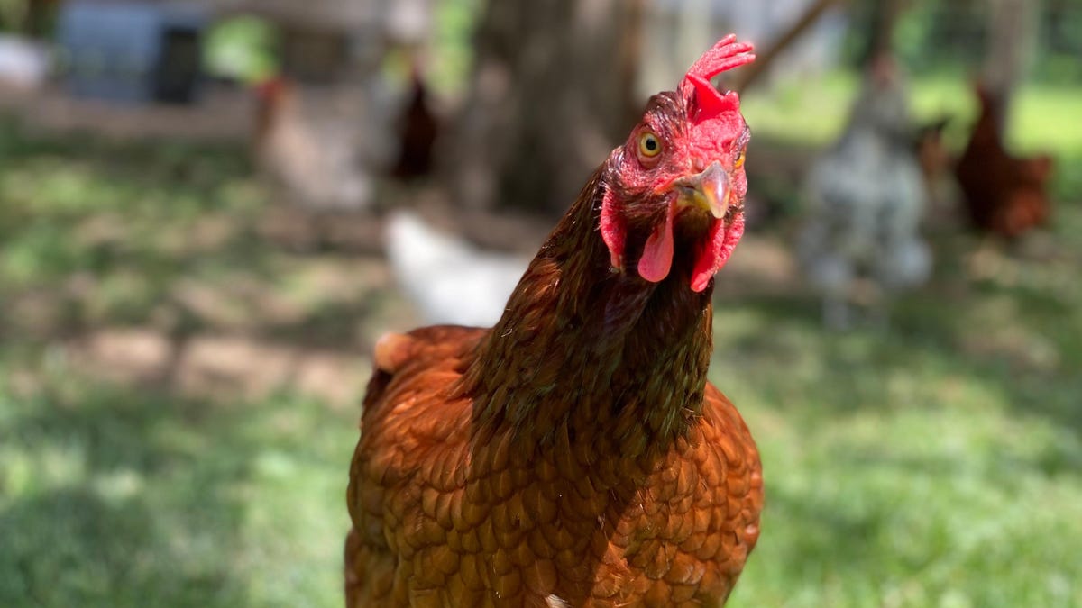 CDC, arka bahçe tavuklarından daha fazla salmonella enfeksiyonu konusunda uyardı