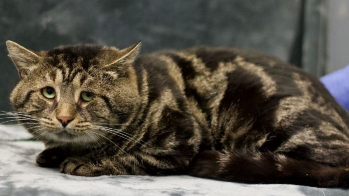 Welcome the internet's latest viral cat: A sad-looking little guy named Fishtopher
