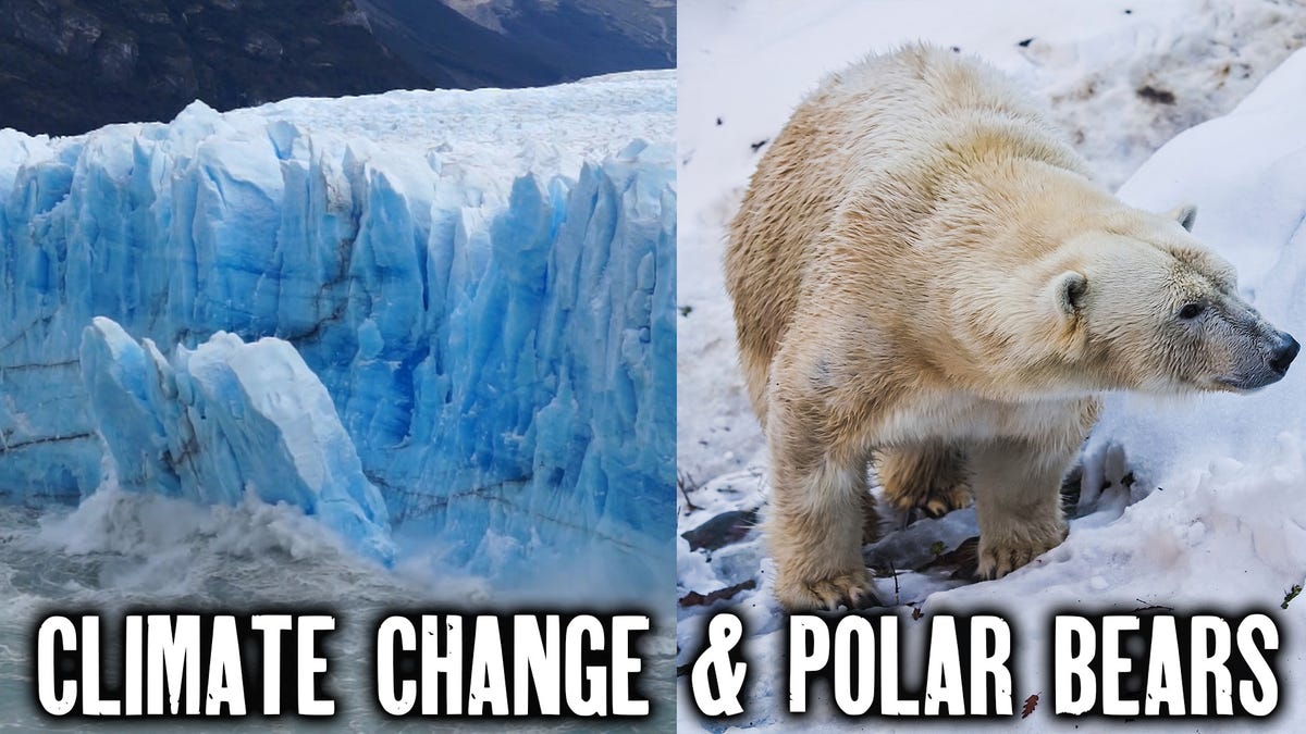 Rare Polar Bear Attack in Canada | Extreme Earth