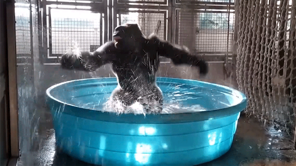 Great Apes Caught Spinning Themselves Just to Get Dizzy