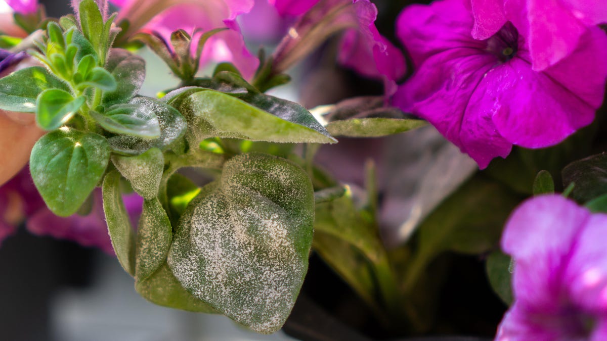 How to Get Rid of Powdery Mildew on Your Plants