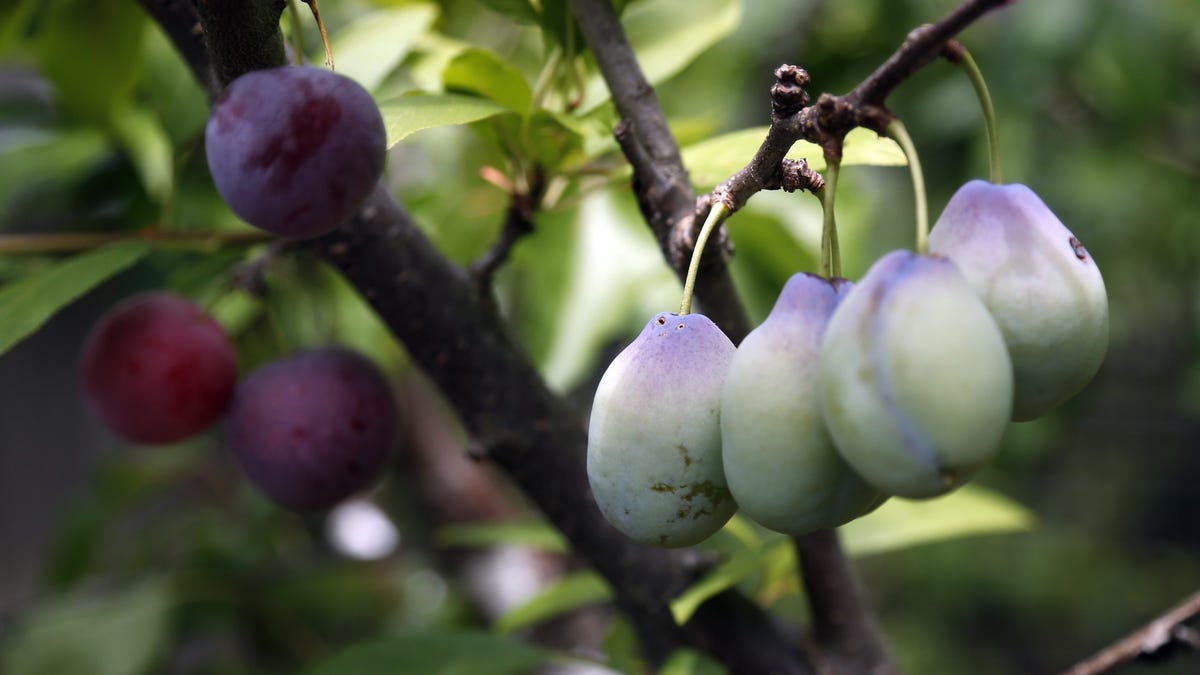 What is the "This is just to say" meme about plums in the icebox?