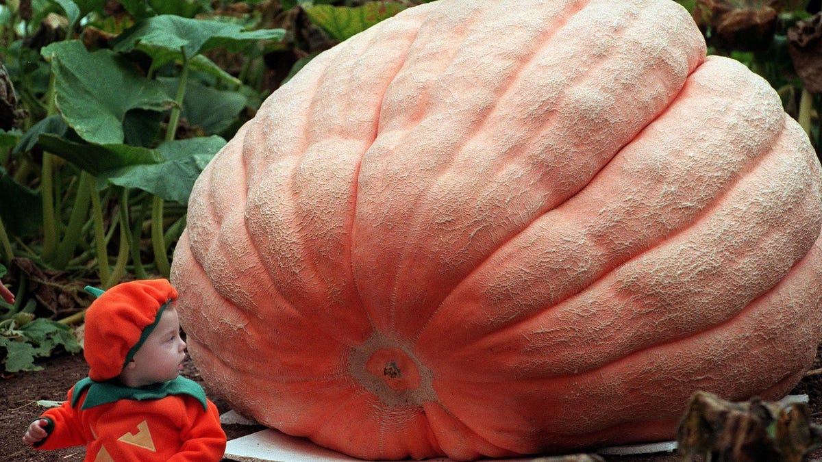 So You Want To Grow The World’s Biggest Pumpkin TrendRadars