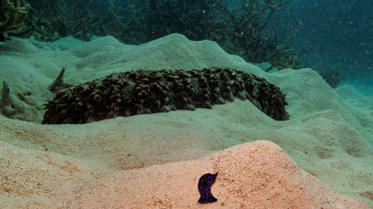 India's Lakshadweep to have world's first sea cucumber safe zone