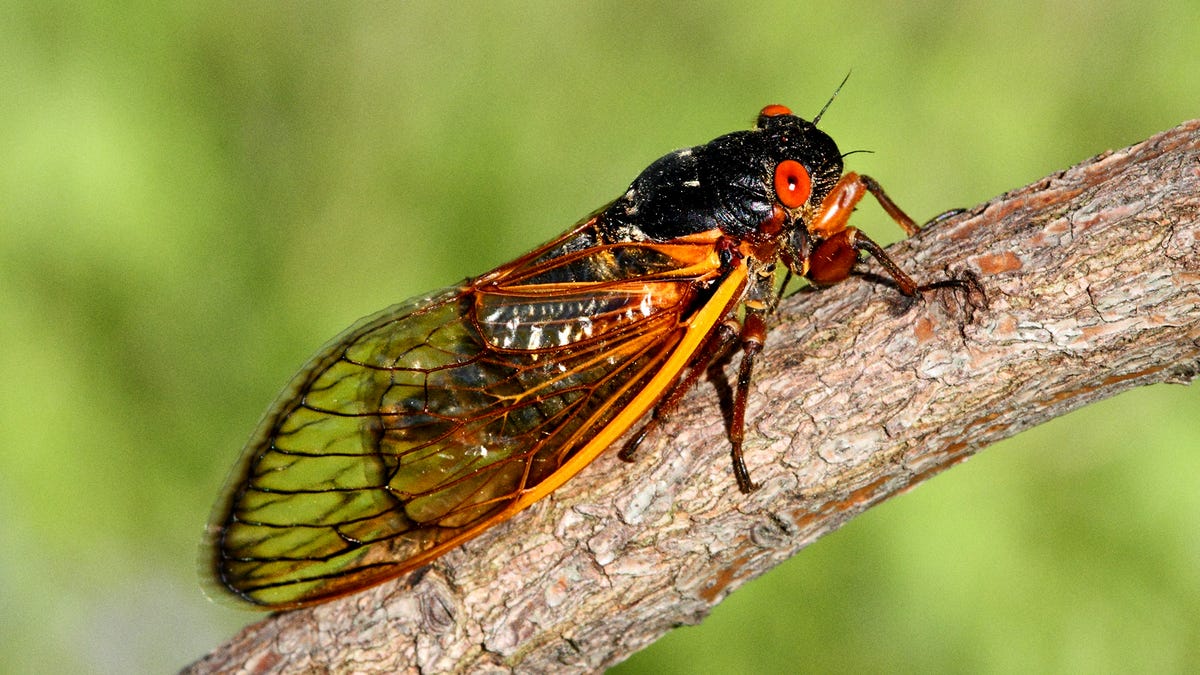 What To Know About The 17Year Cicadas