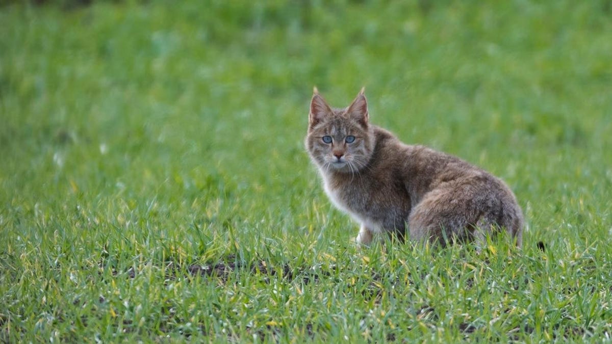 Chinese Mountain Cat Is Fully Wild Despite Its Cuddly Appearance, DNA Shows - Gizmodo