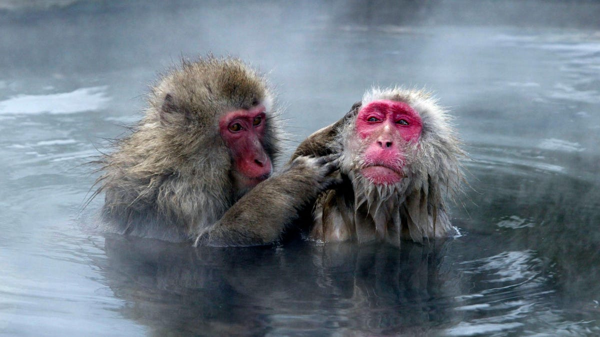 Купание обезьяны в теплой хоккей. Обезьяны в термальных источниках. Японские обезьяны. Обезьяна купается. Японские обезьяны в горячих источниках.