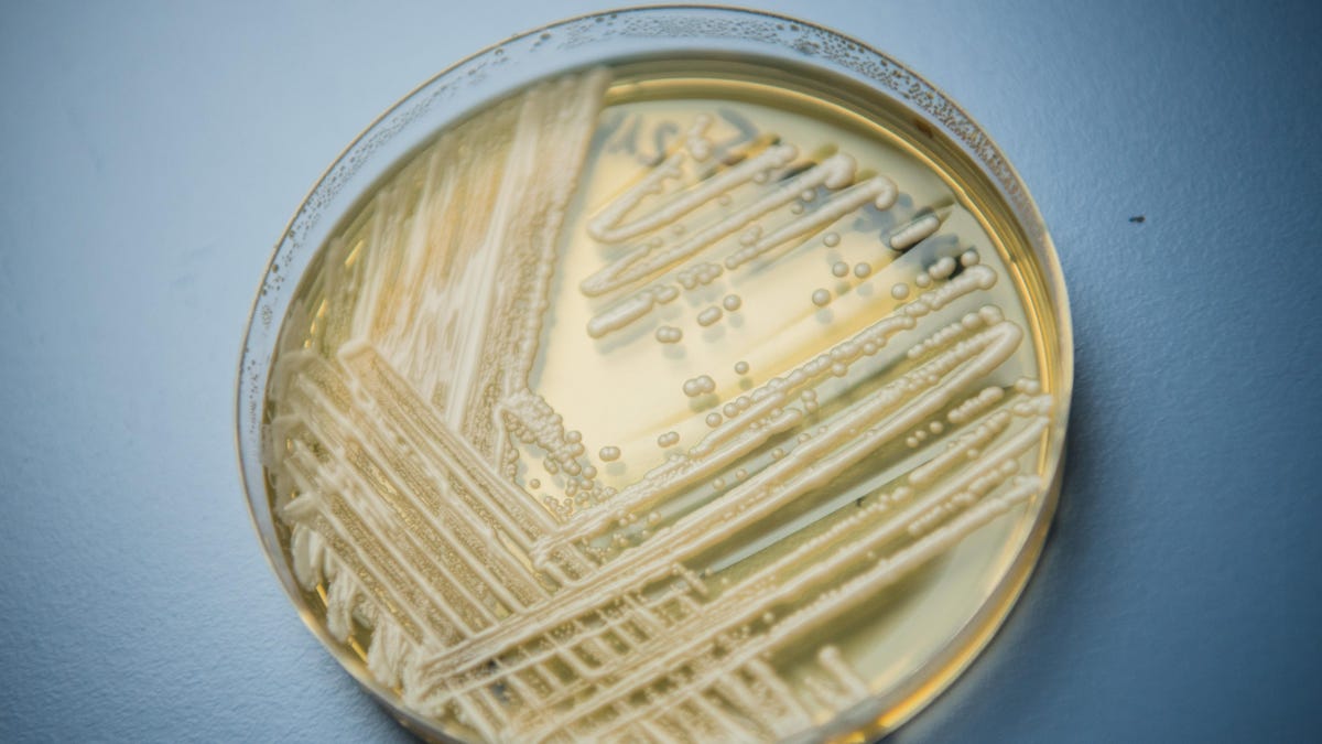 Louisiana Reports Its First Cases of C. Auris Superbug Fungus - Gizmodo