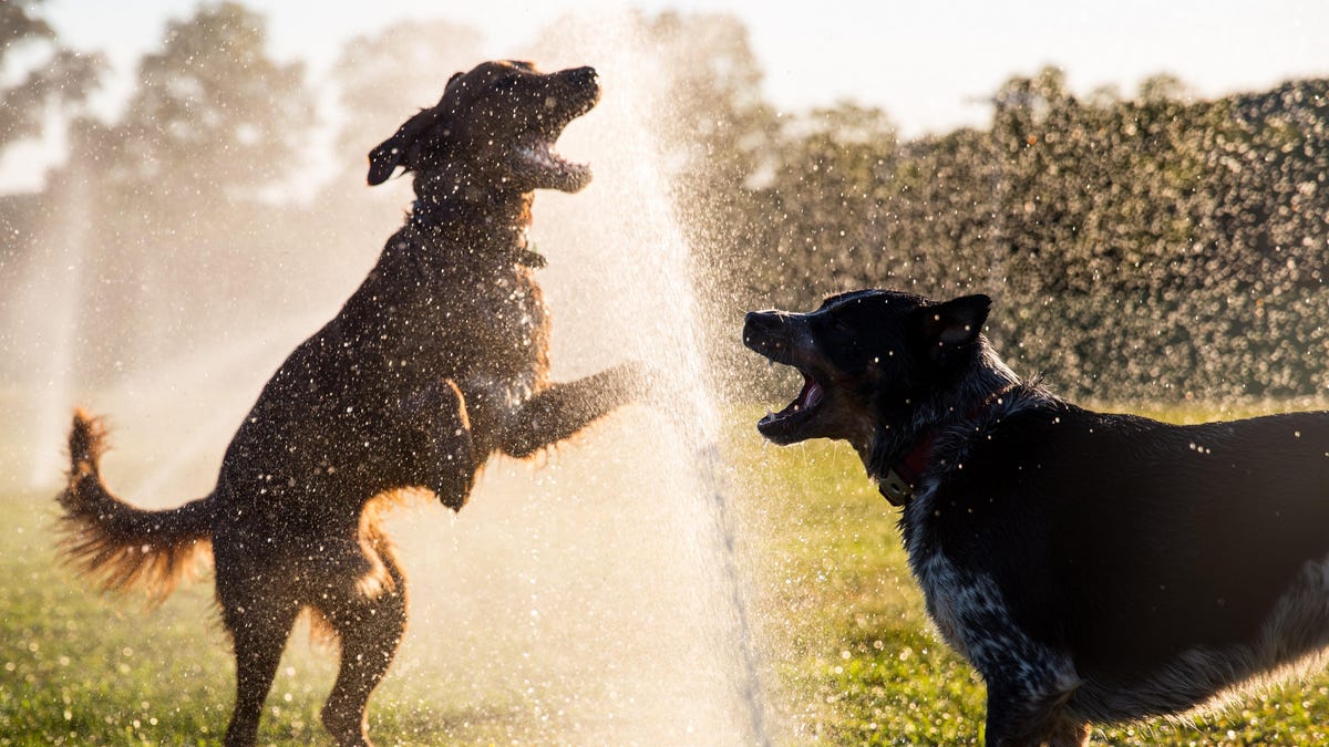 Canines Can Endure Heatstroke, and Different Issues to Know About Protecting Your Pet Cool within the Summer time