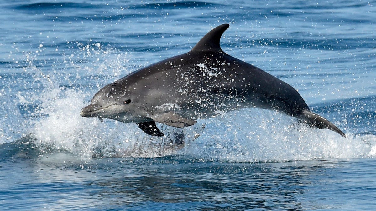 Russia's Apparently Using Military Dolphins to Protect Its Naval Base