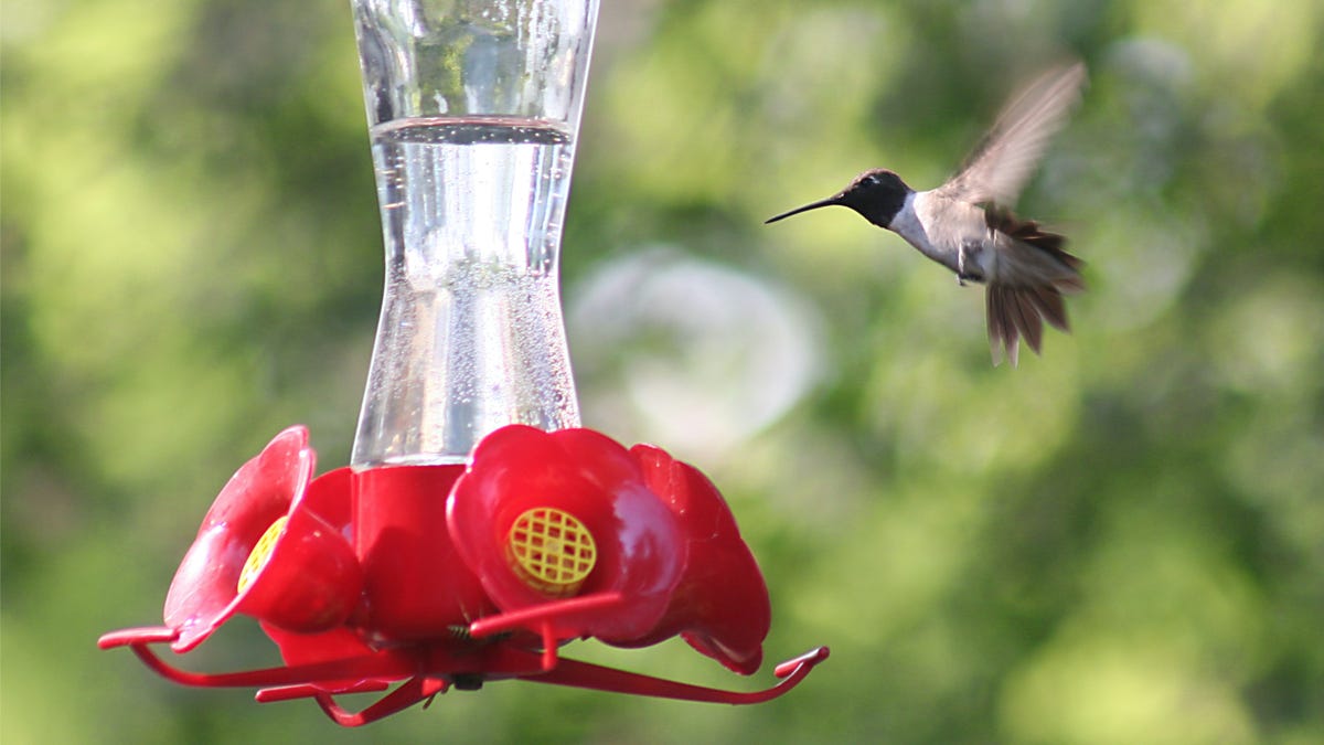 How to Make Your Own Hummingbird Food (and Why You Should)