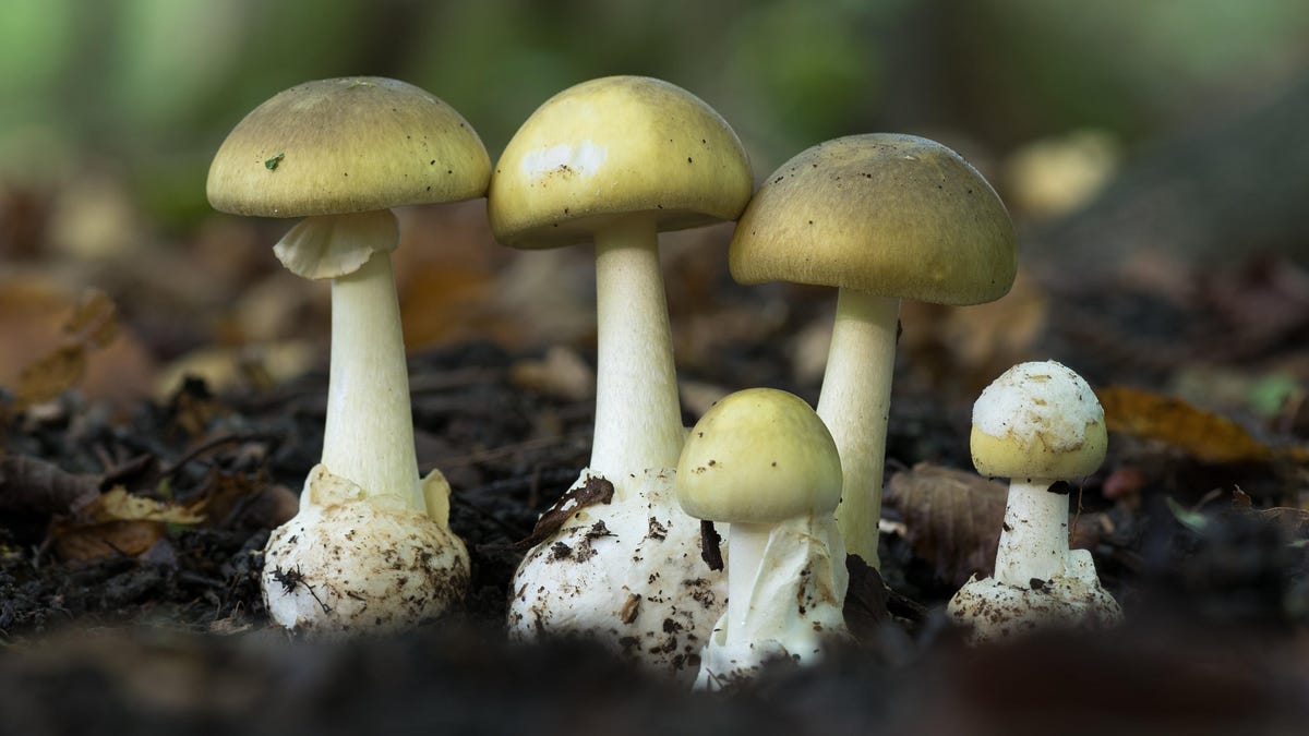 Científicos encuentran antídoto potencial para el hongo más letal del mundo