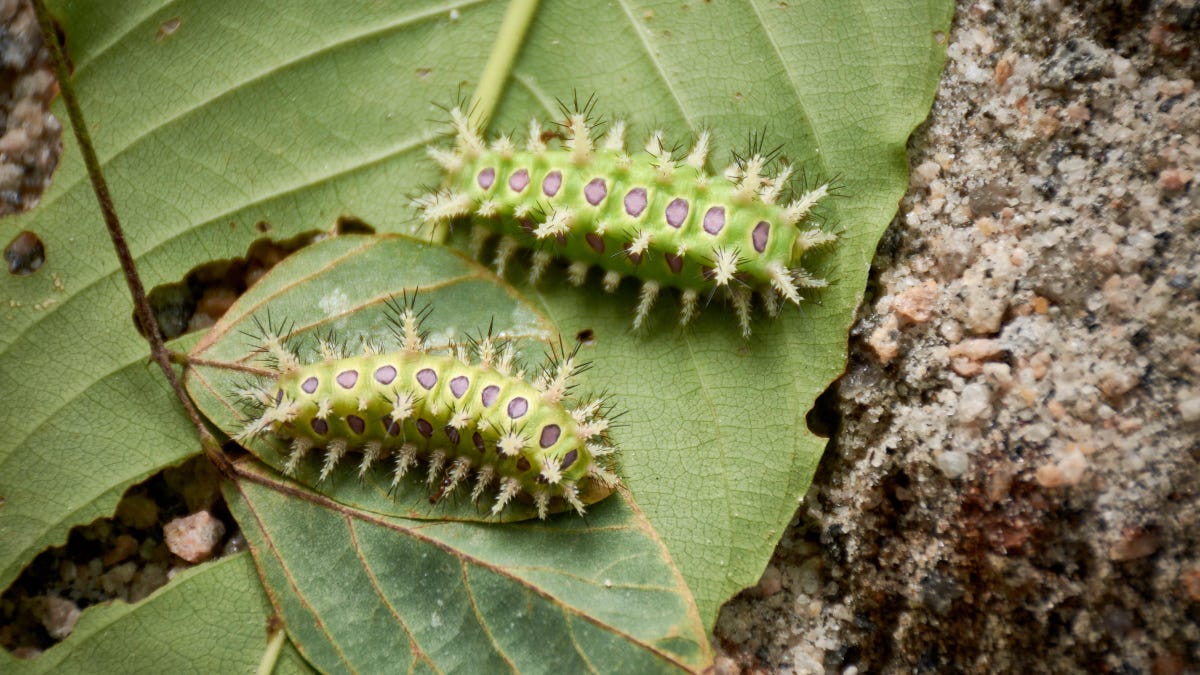Keep an Eye Out for These Stinging Caterpillars in Your Garden