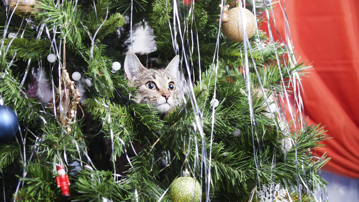 7f03d0b3f871468c1e215bd734366a22 Toxic Christmas Tree Water, and Other Holiday Pet Dangers You