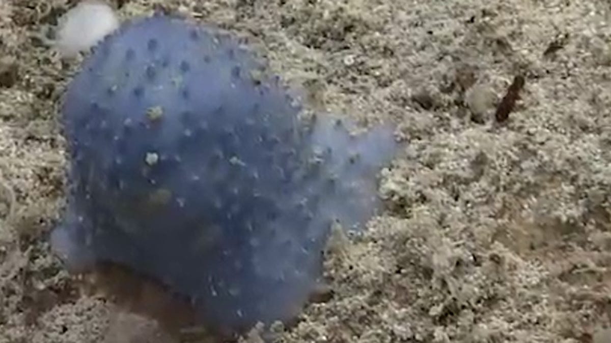 Nadie acierta a identificar este extraño organismo marino azul