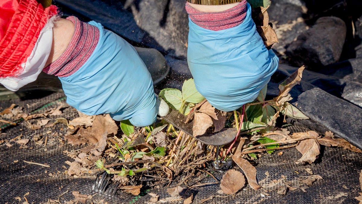 Three Gardening Tasks to Tackle This Month to Get Ready for Fall