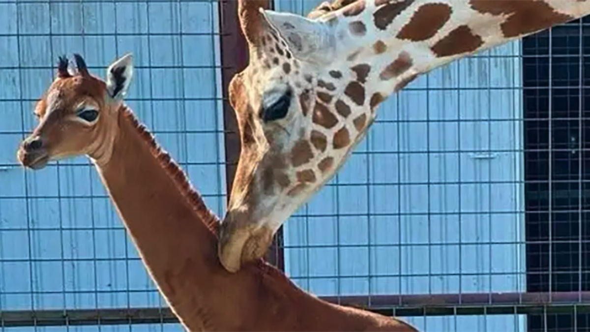 Photo of Tennessee Zoo