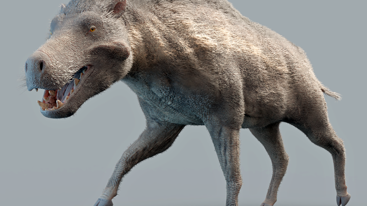 Des « cochons terminator » à grosse mâchoire ont été injustement décrits comme des prédateurs, selon des chercheurs