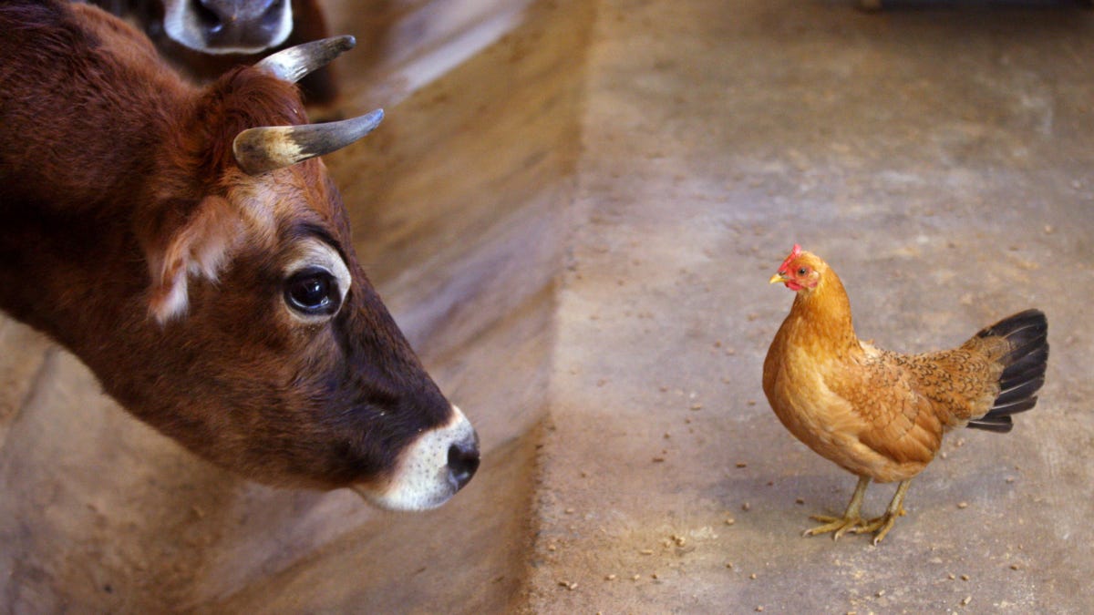 Vegetarians live longer, but it’s not because they don’t eat meat
