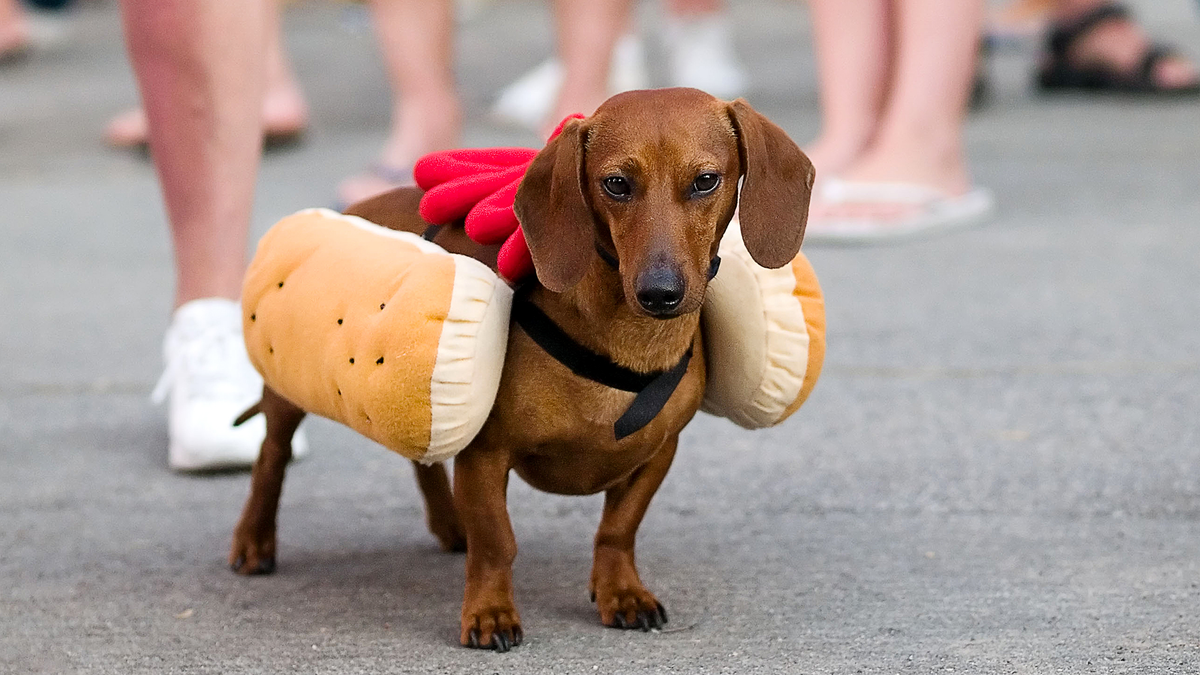 Just Once Dachshund Would Love To Dress Up As Something Other Than Hot Dog Just Once Dachshund Would Love To Dress Up As Something Other Than Hot Dog