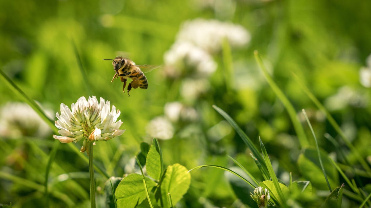 How to Start a 'Bee Lawn' (and Why You Should)